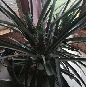 Meet your Posher, Ricky